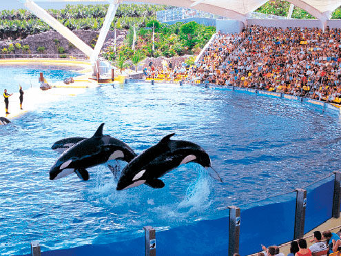 Loro Parque Review Tenerife