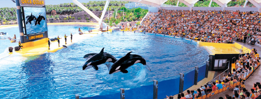 Loro Parque Review Tenerife