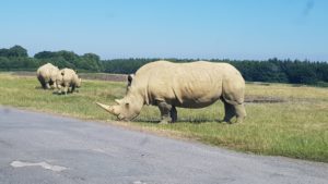 knowsley safari park prices and opening times