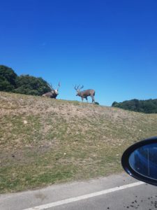 knowsley safari park prices and opening times