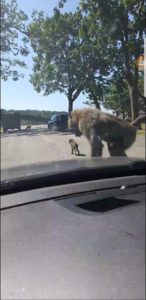 knowsley safari park revisit