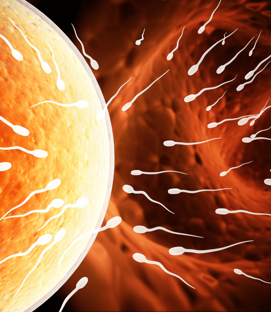 7 days past ovulation what is happening