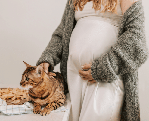 can cats sense pregnancy