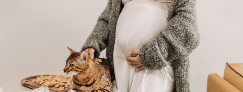 can cats sense pregnancy