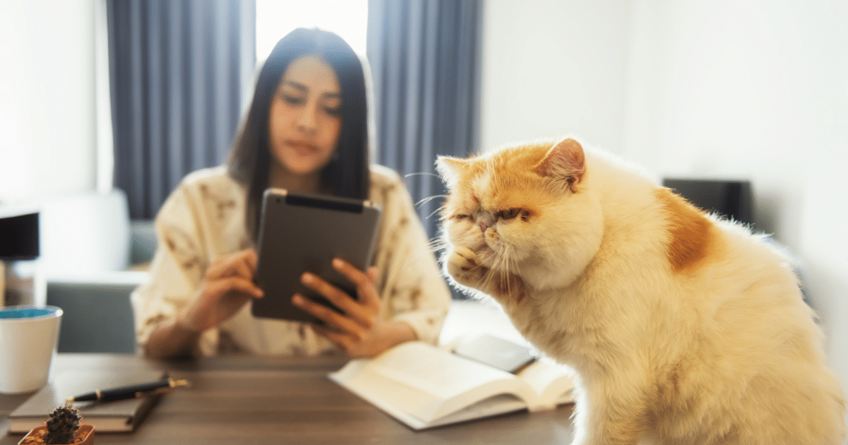 Can Cats Sense Pregnancy? 7 Signs Your Cat Knows You're Pregnant