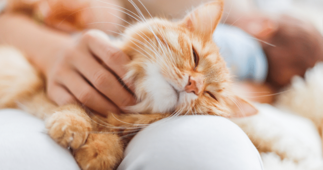 cat lying on woman's lap