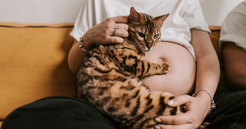 cat sleeping on pregnant belly