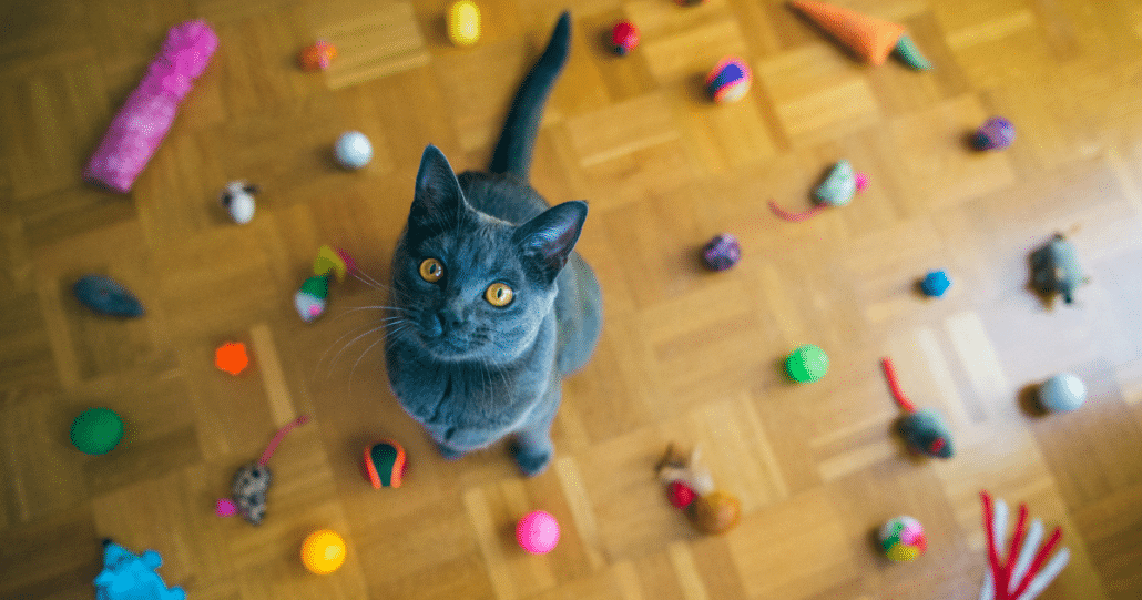 cat with toys