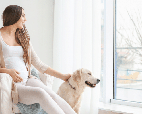 can dogs sense pregnancy