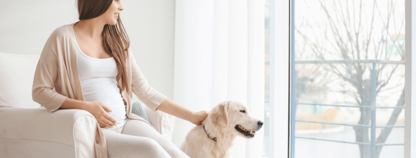 can dogs sense pregnancy