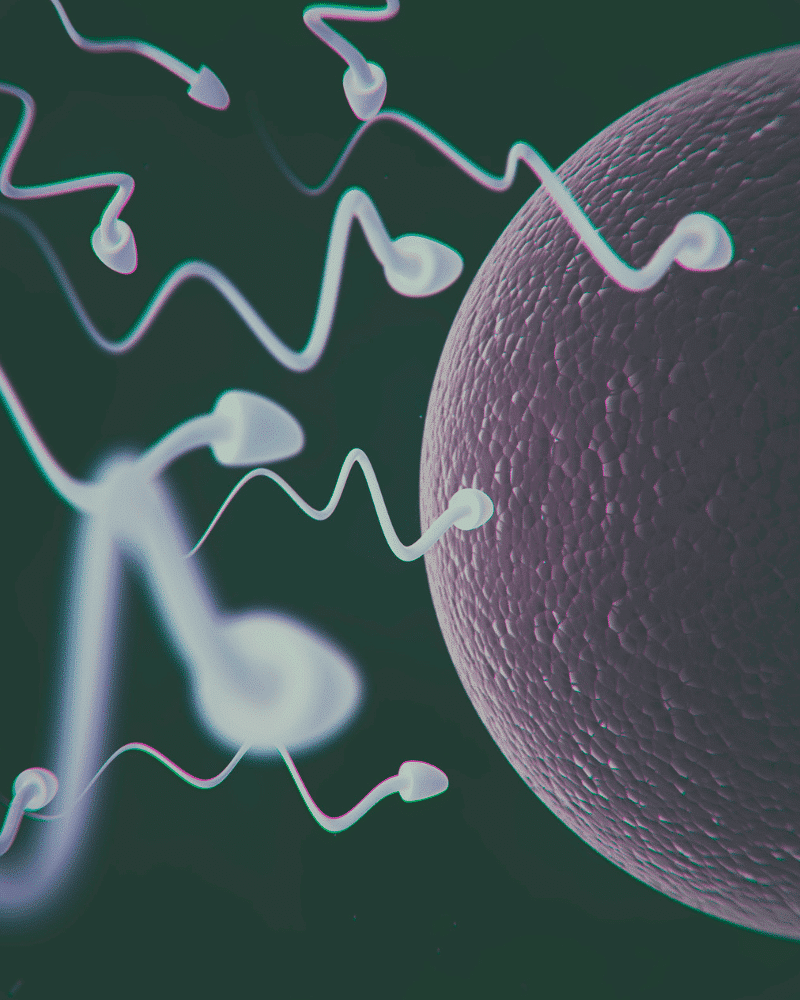 Can sperm survive in menstrual blood? MyBump2Baby