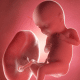 What Can You Do With Your Placenta After Your Baby is Born