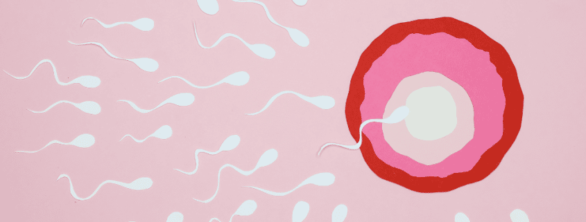 can sperm survive in menstrual blood