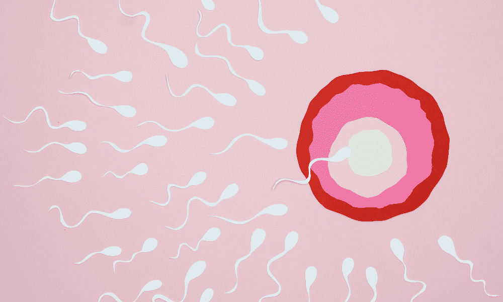 Can Sperm Survive In Menstrual Blood Mybump Baby
