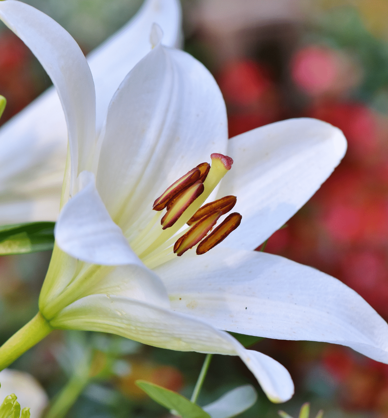 200 BEST Nicknames for Lily Baby Names MyBump2Baby