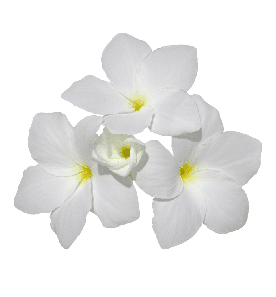 yasmin flower