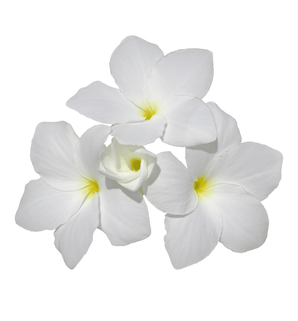 150+ BEST Nicknames for Jasmine Baby Names MyBump2Baby