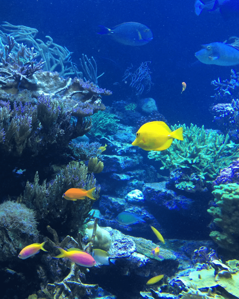 Sealife