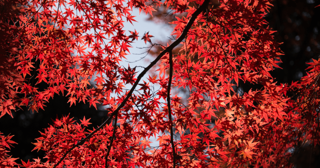 252 Best Blazing Baby Names That Mean Red MyBump2Baby