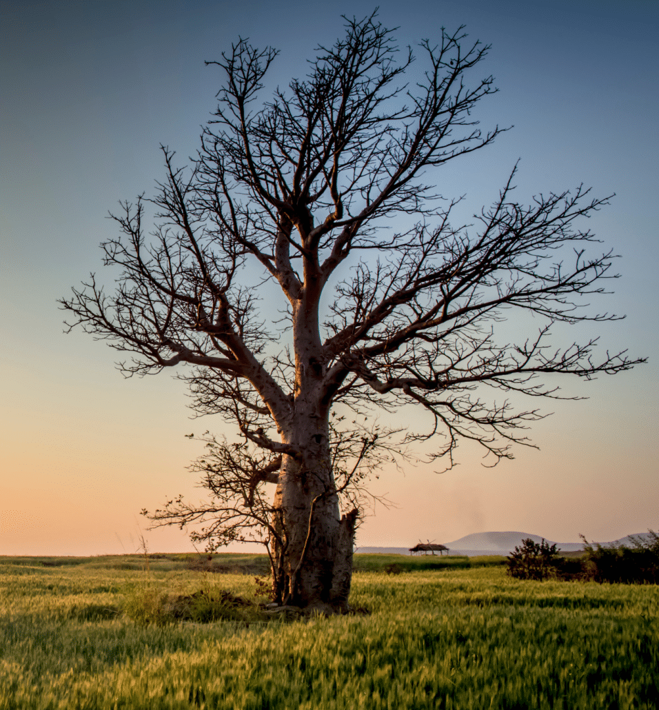 300 BEST Tree Baby Names MyBump2Baby