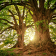 Tree Baby Names
