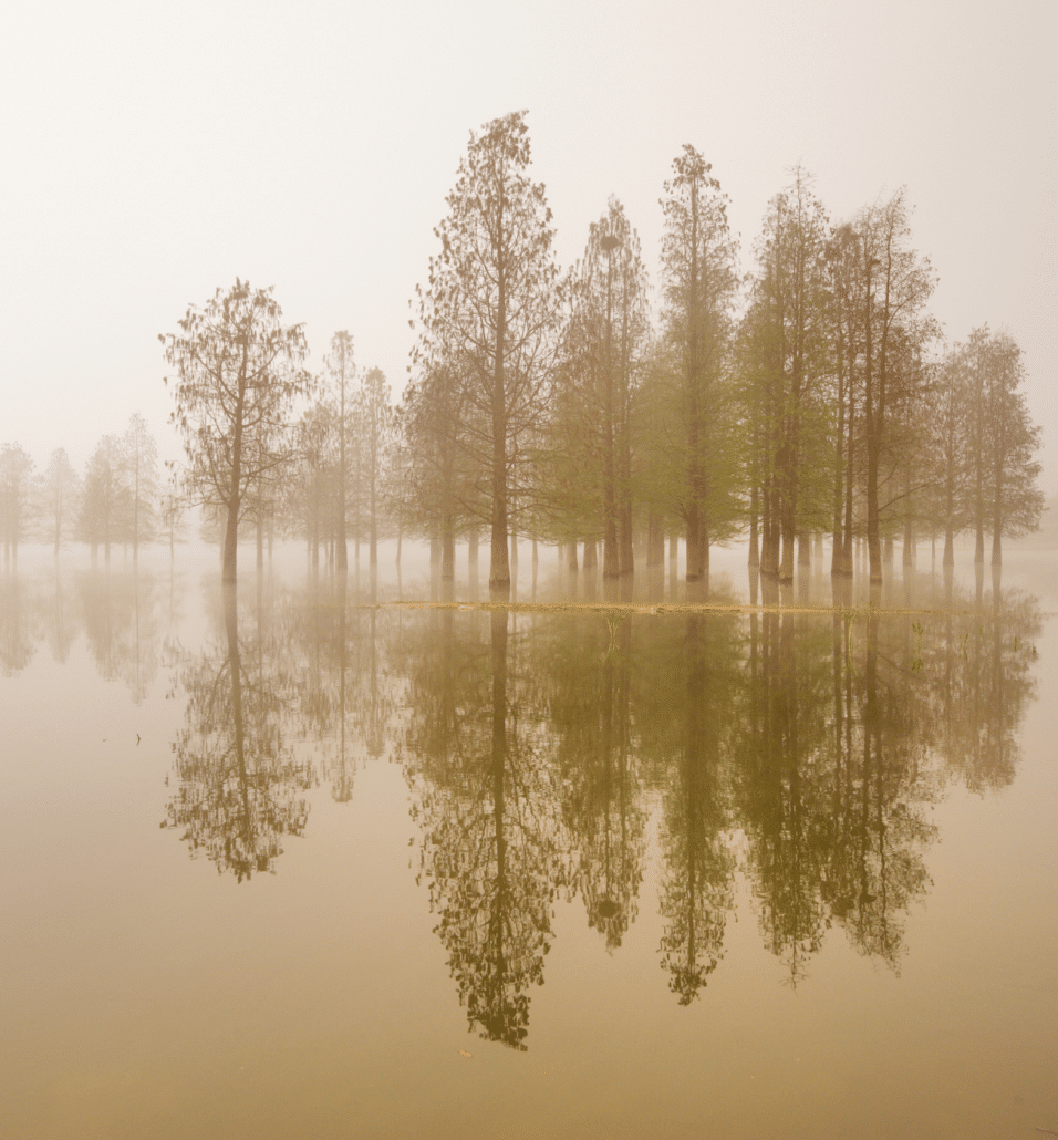 Names that mean Silence