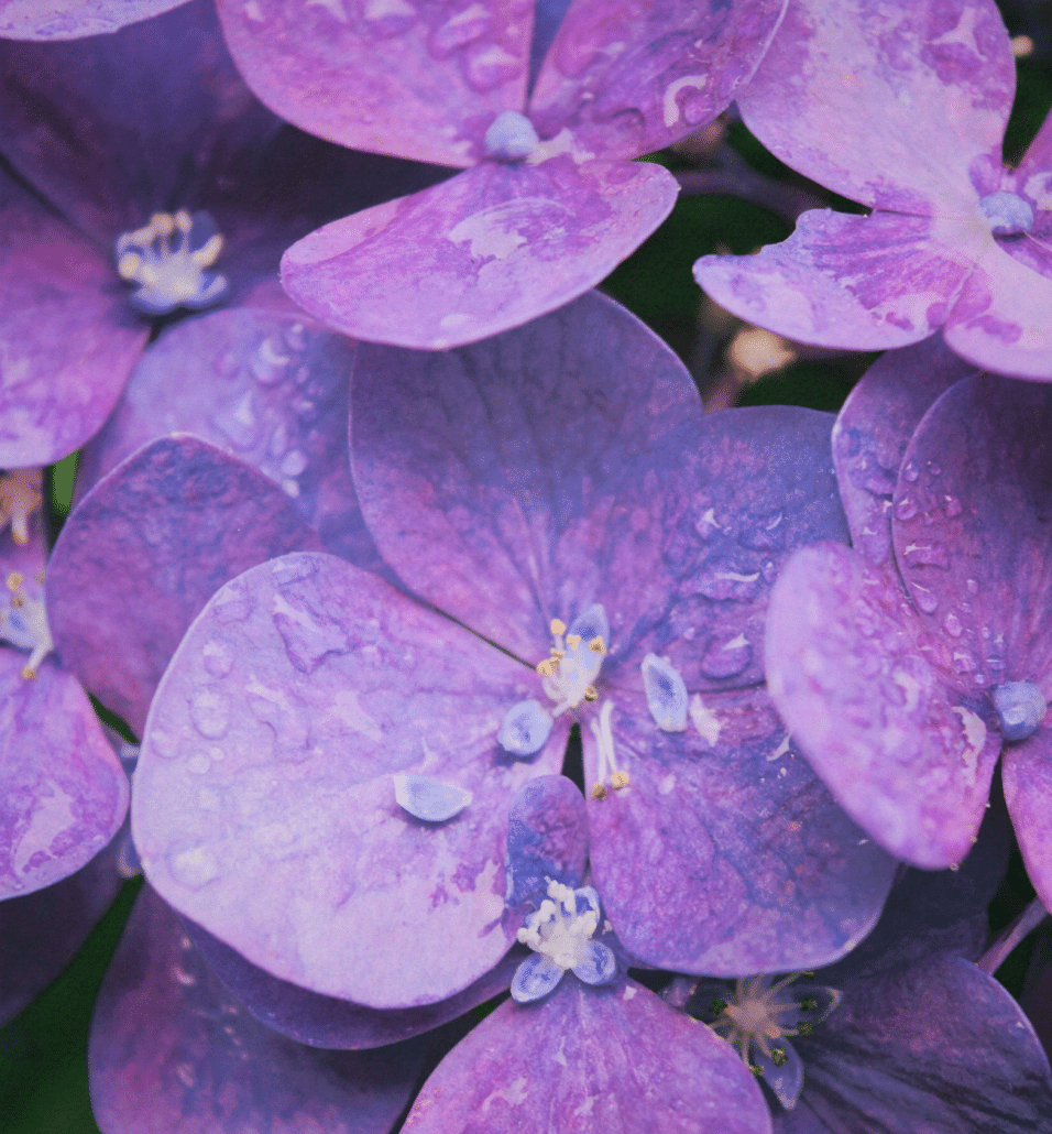 150 Baby Names that Mean Purple Baby Names MyBump2Baby