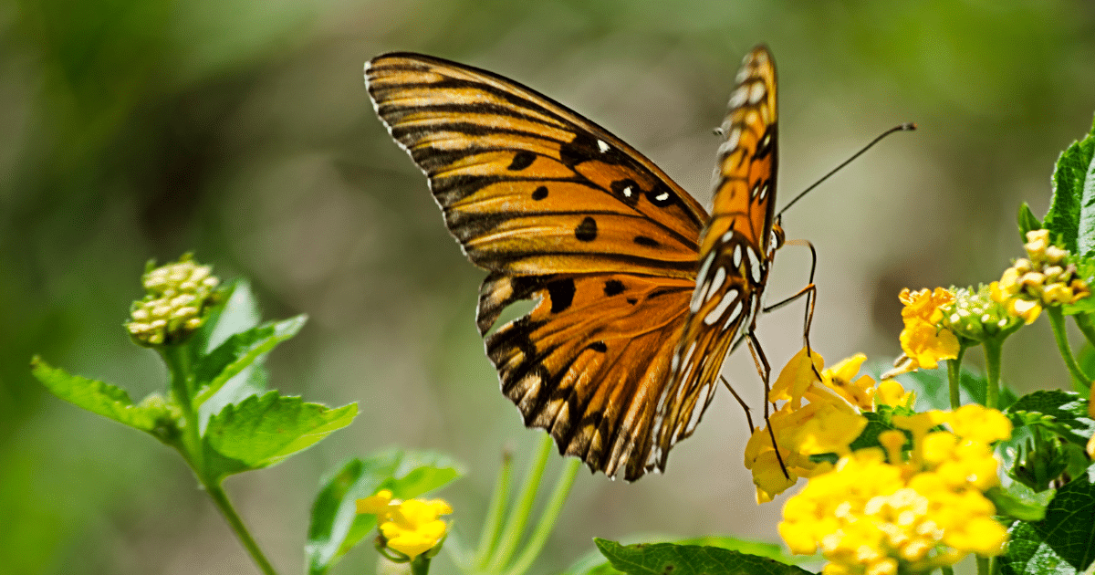 90+ Beautiful Baby Names Meaning Butterfly Baby Names MyBump2Baby