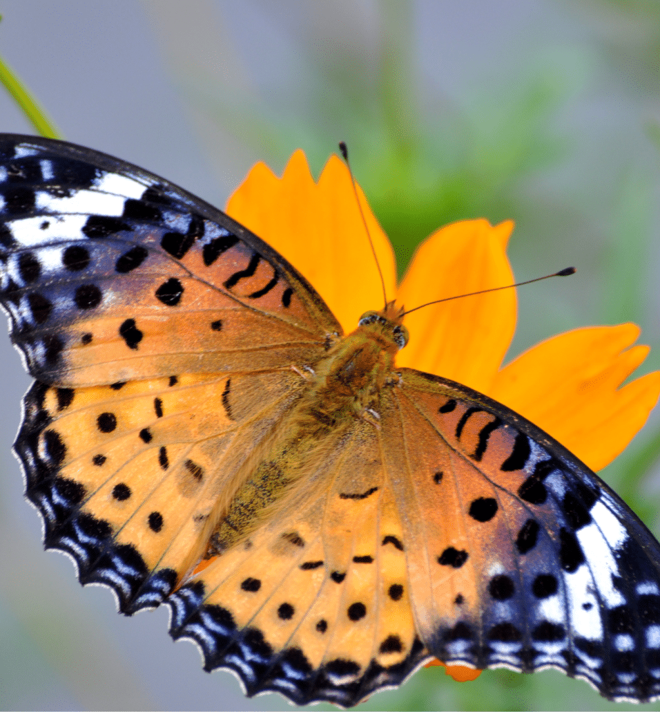 What Japanese Name Means Butterfly