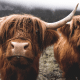gaelic names