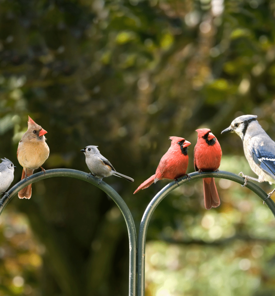 General Representation of Birds Throughout History