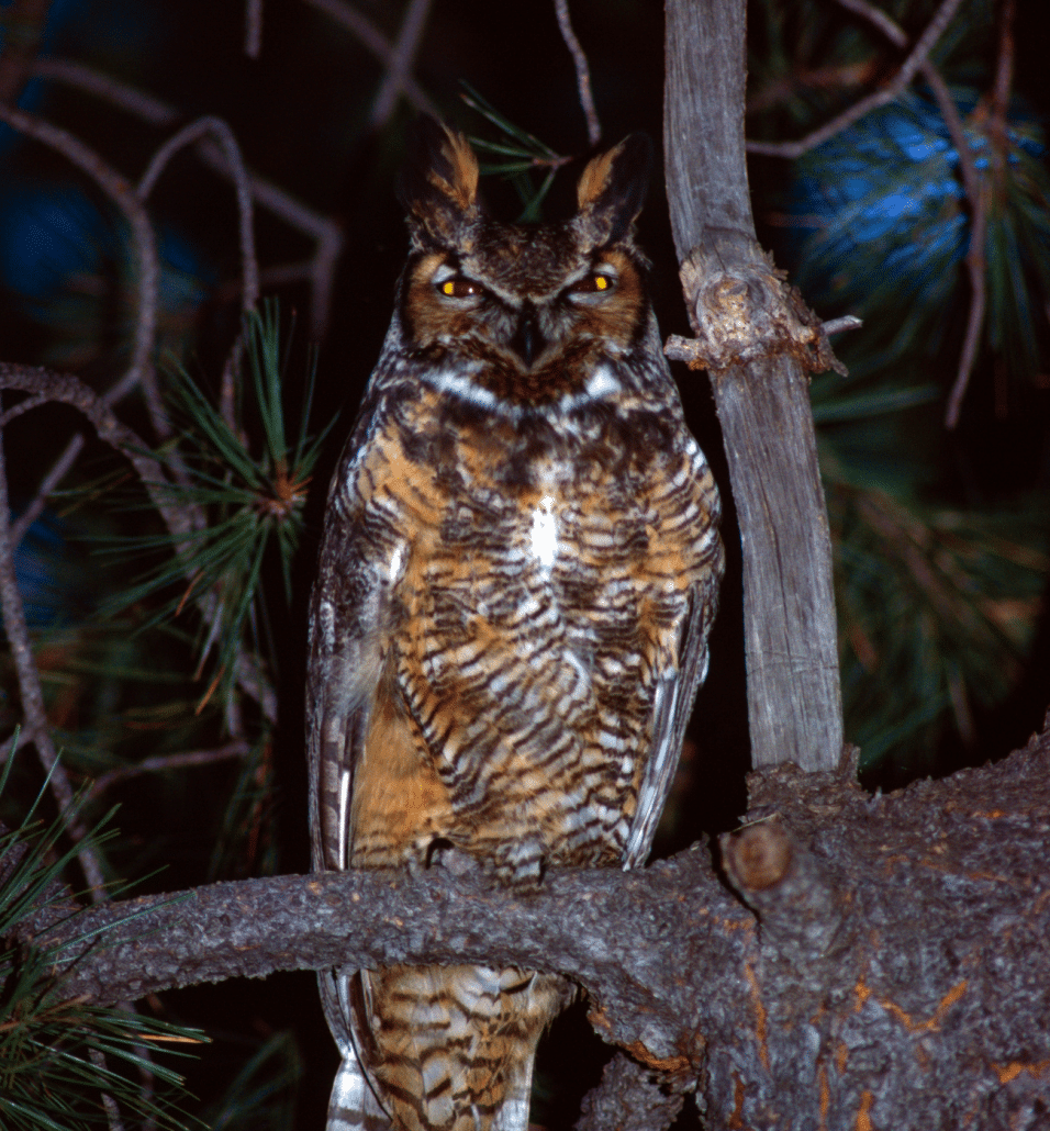 Owl Hooting at Night Spiritual Meaning