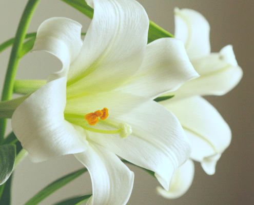 middle names for lily