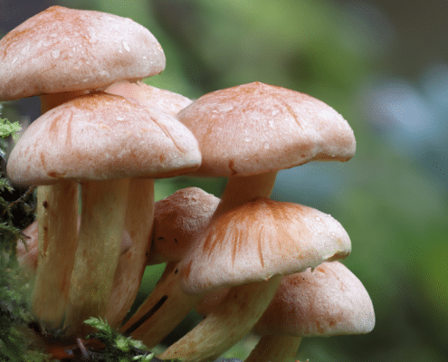 Mushroom Puns mushroom jokes