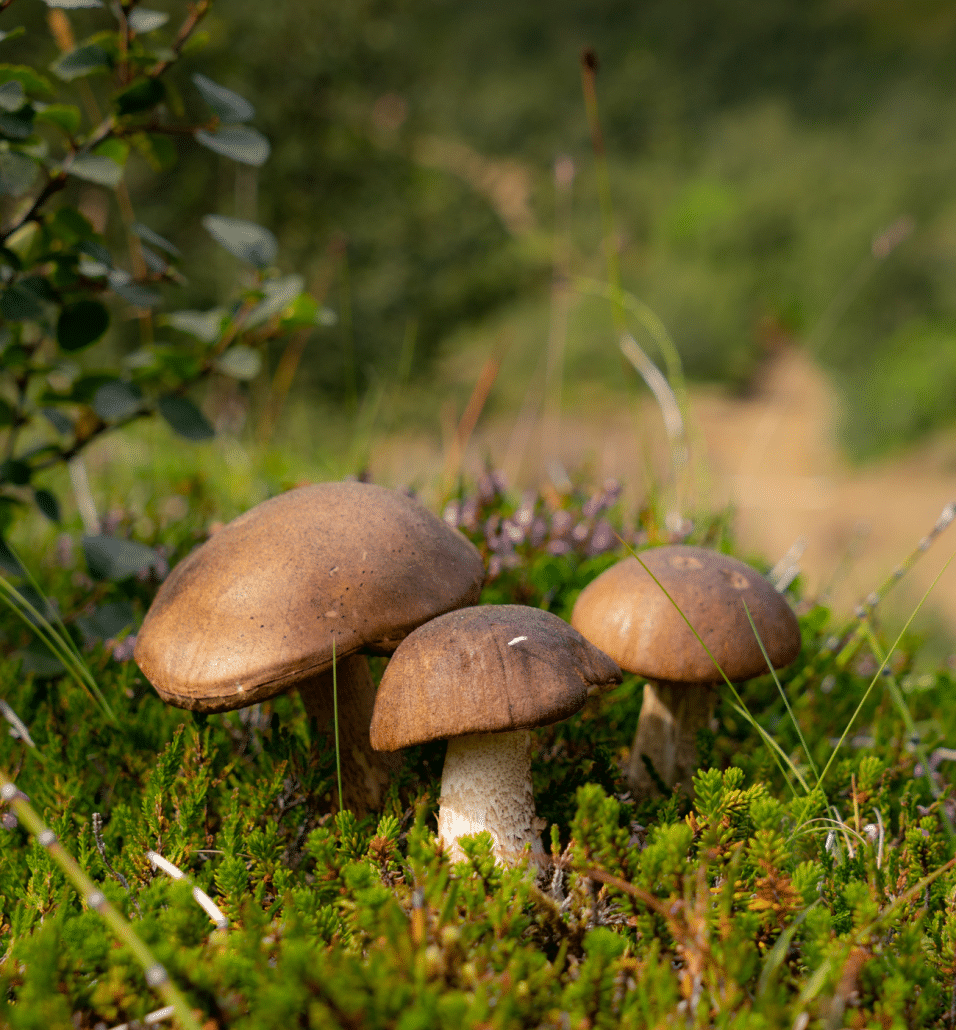 Short Mushroom Puns