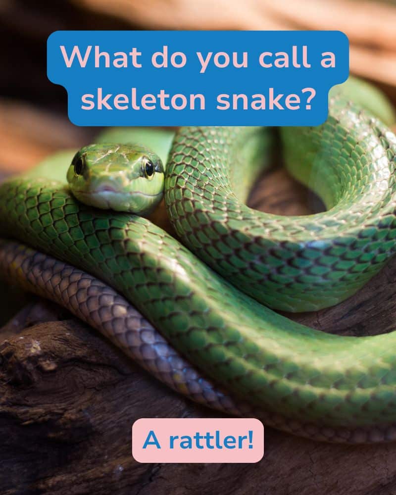 skeleton jokes